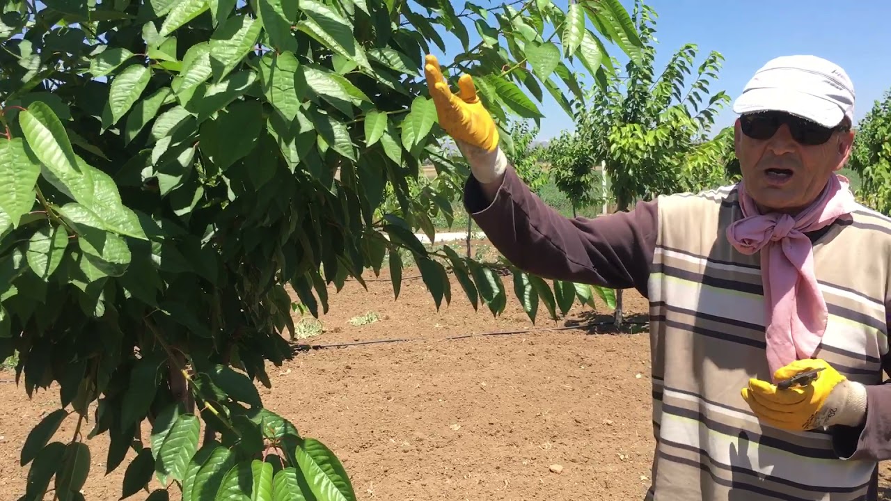 Kirazda Yaz (Yeşil) Budaması