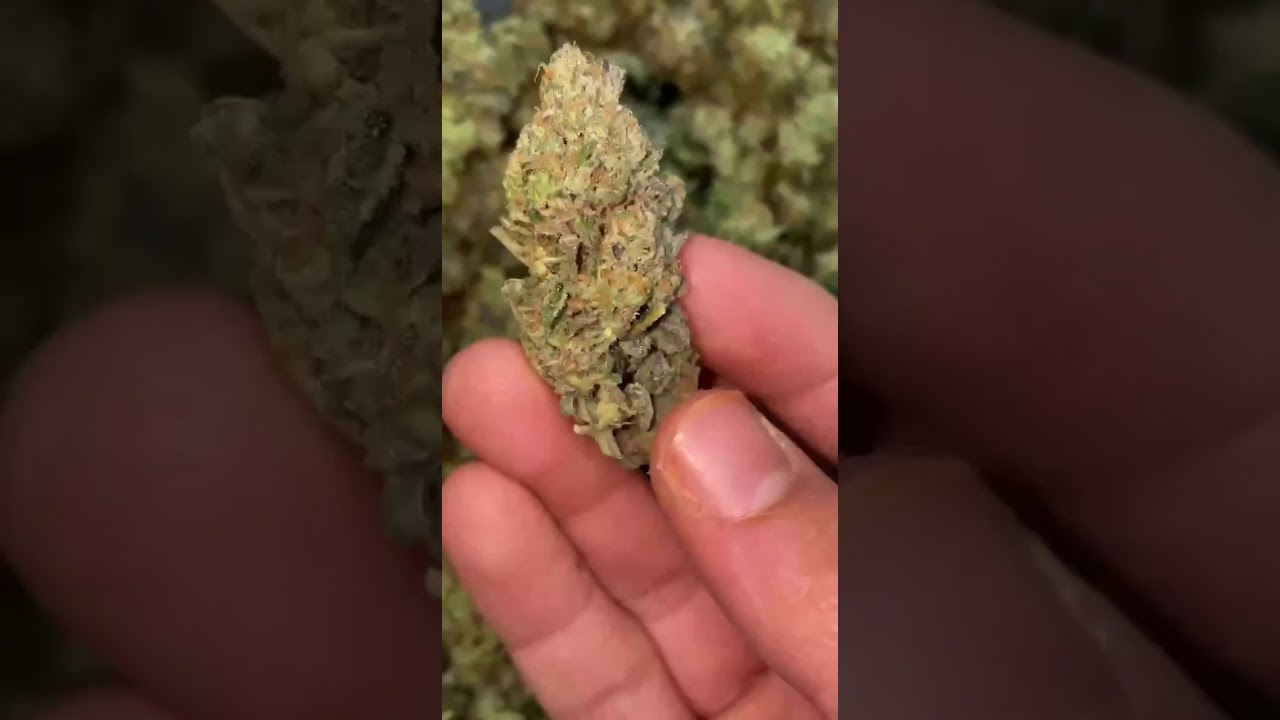Pink runtz super gassy noses  #cannabis #london #uk #weedlover