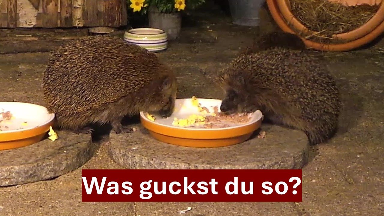 Betteln, Anstarren, Futtern wie ein König? Nicht mit Igel Ratzfatz! Nr. 200 (06.06.2024)