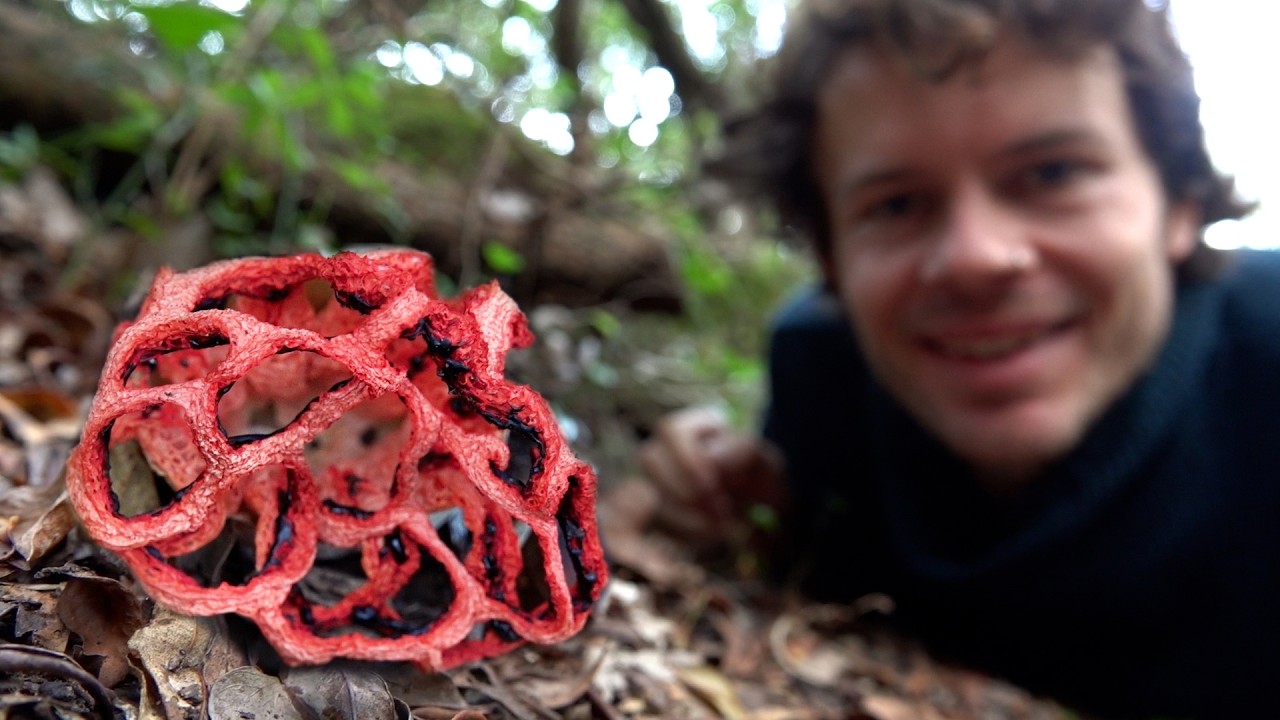 Alraune und Alienpilze - Naturmagie im November 2024