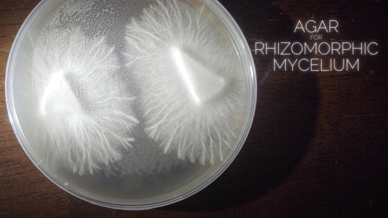 Rhizomorphic Mycelium Agar Plates MEA + MYA Dish or No Pour Jar Recipe Cloning Spores Transfers