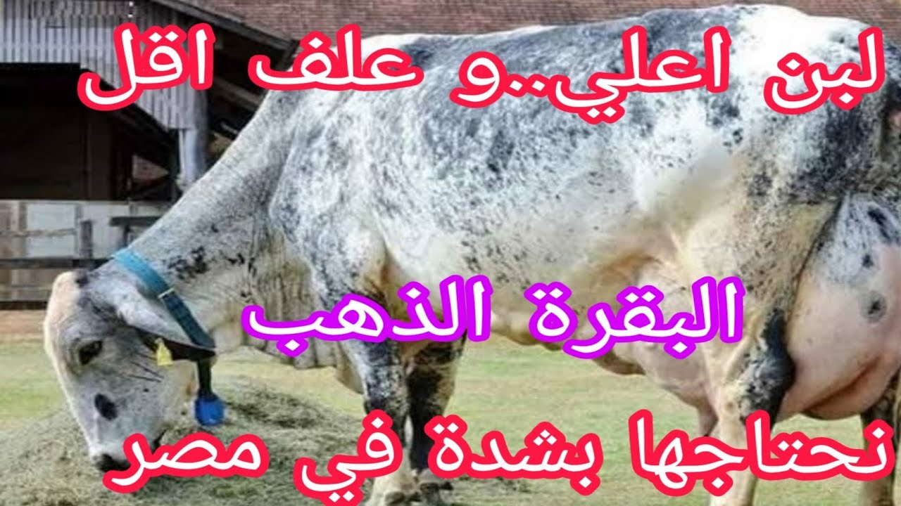 نقدم لكم اعلي بقرة في إنتاج الالبان .مع استهلاك علف أقل .تتحمل درجات الحرارة العالية.د/السيد الطوخي