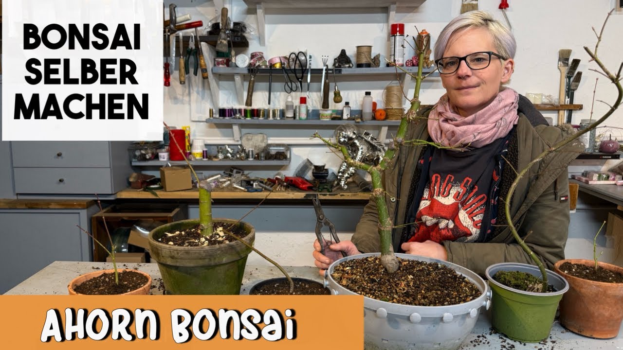 Update | Orange Dream Ahorn - AHORN BONSAI schneiden & gestalten 