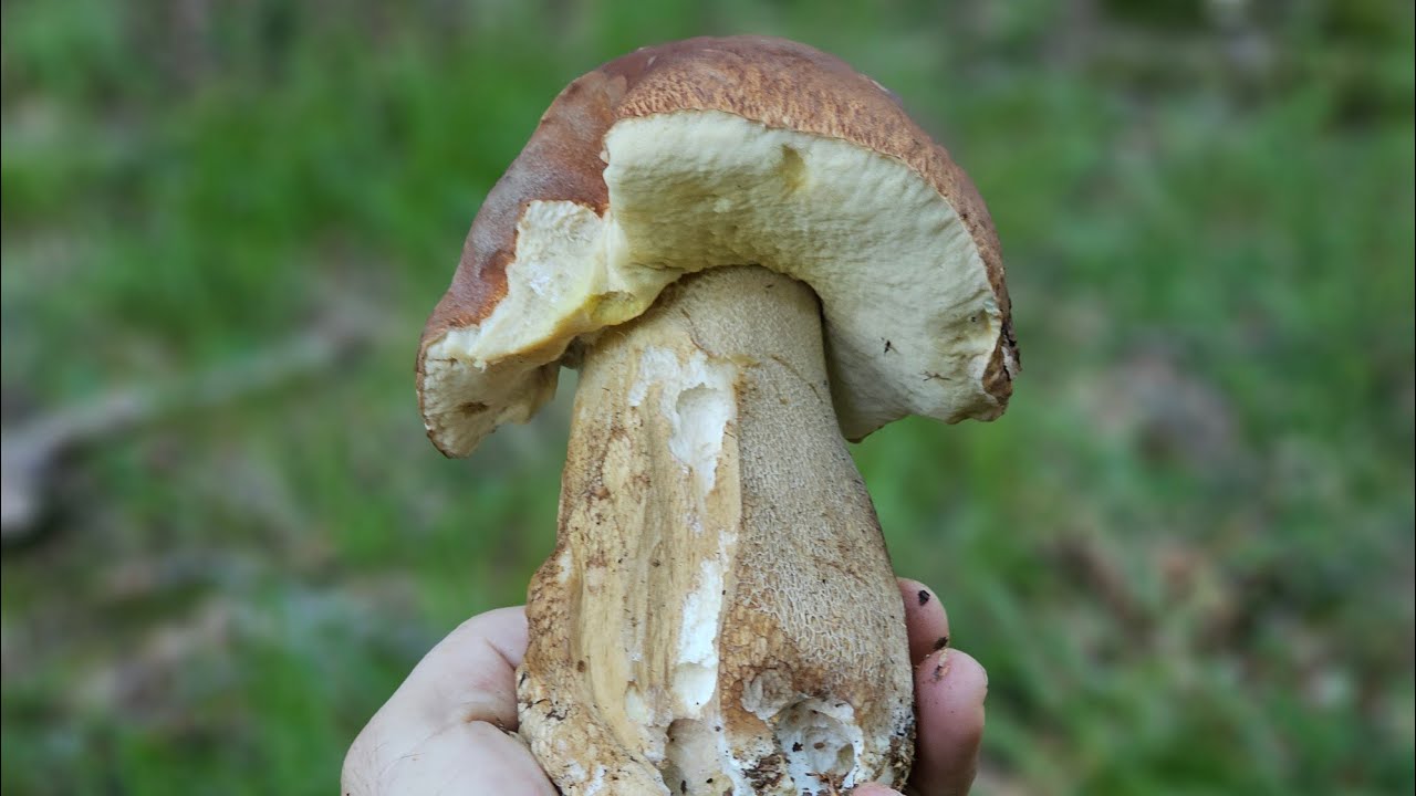 UN COLPO AL CUORE - 13 FUNGHI PORCINI IN FUNGAIA !!!