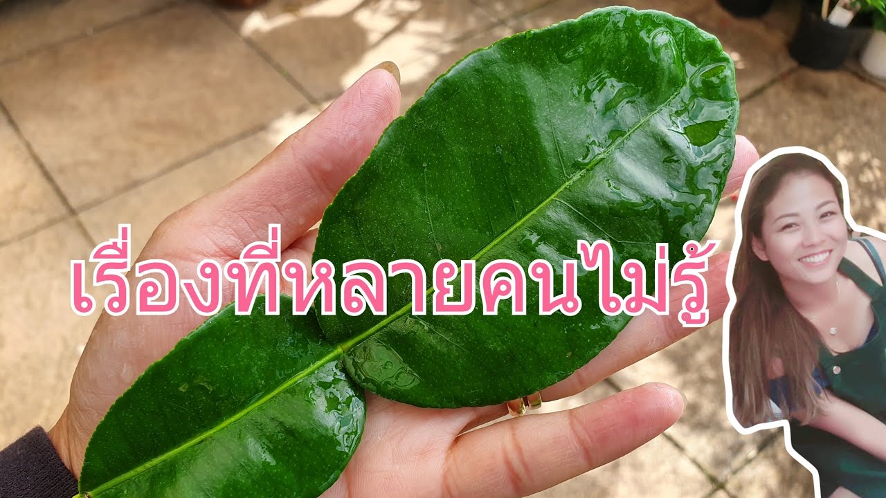 เรื่องที่หลายคนไม่รู้เกี่ยวกับต้นมะกรูด, ชมมะกรูดในกระถางต้นใหญ่ๆ | Fon Channel
