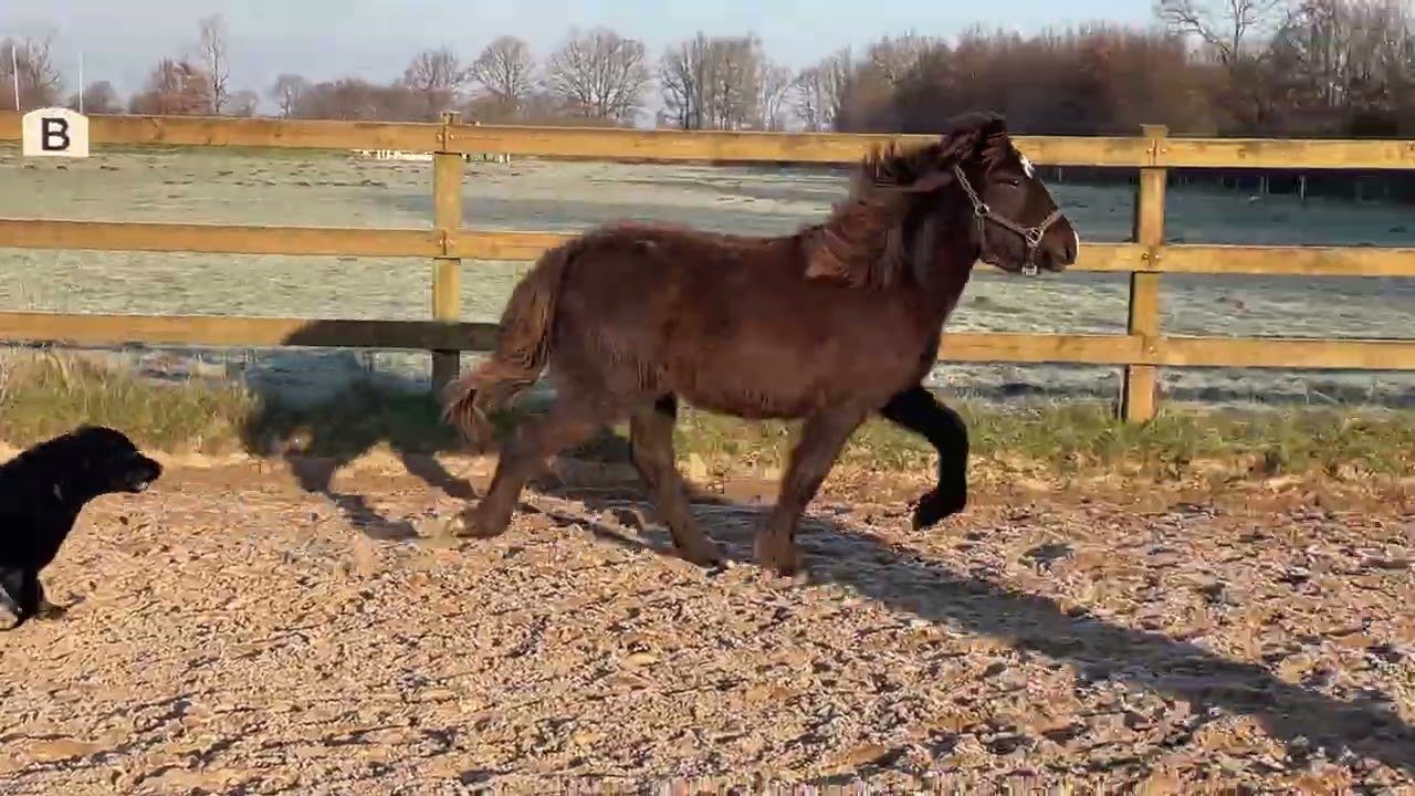 Vidja vom Heesberg 