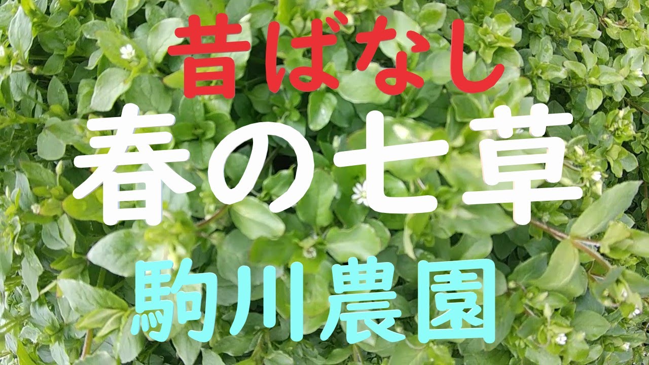 昔ばなし　春の七草　目指せ100品目　邑南町　駒川農園　20/12/12