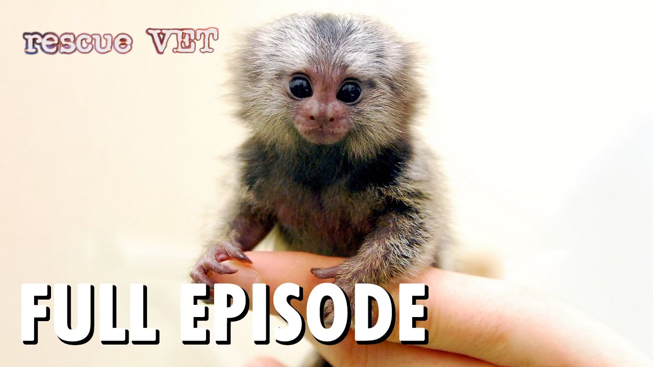 Rescue Vet | S1 E4 'Marmoset' | Wild America Animal Channel