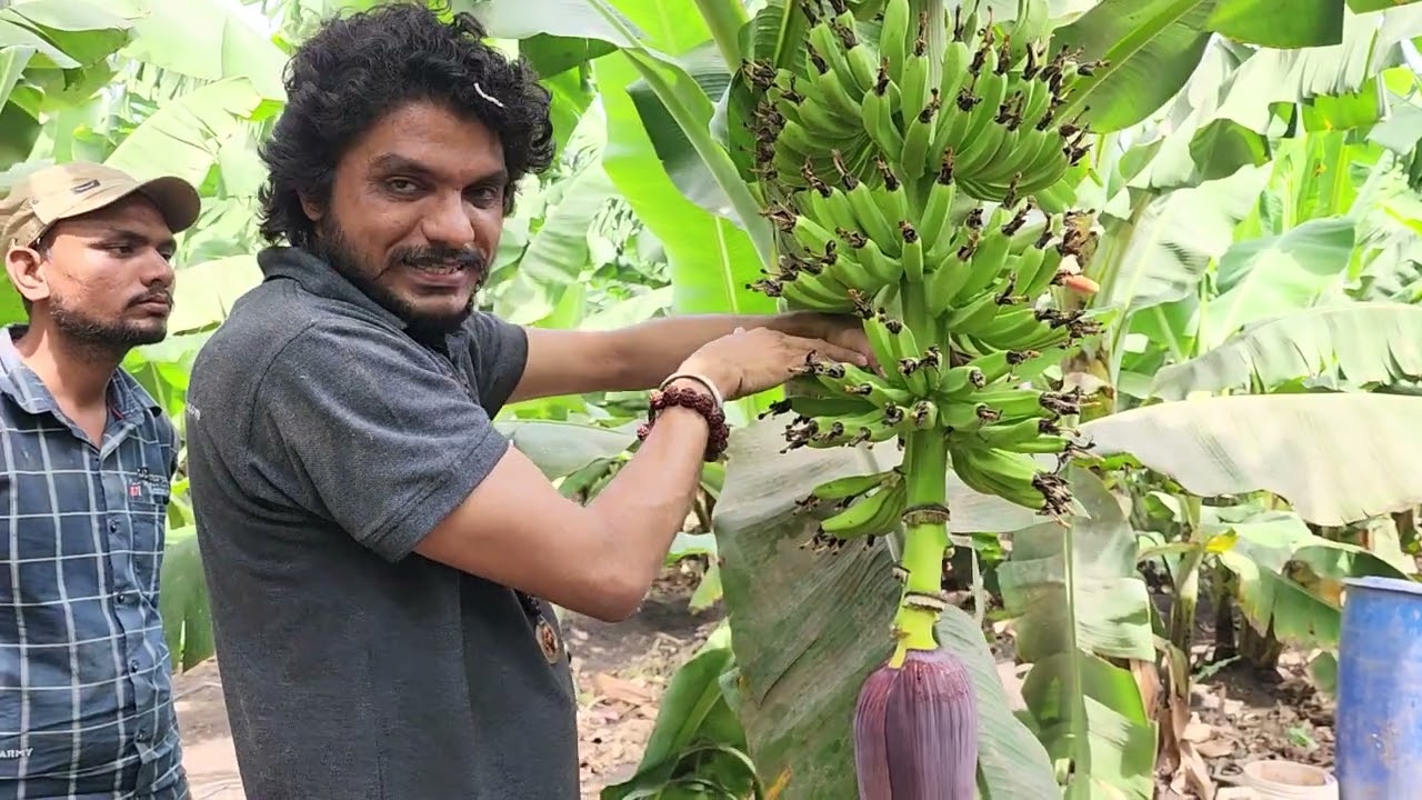 4360- Fruit Care BK Banana, VM Spray मिट्टी का स्प्रे केला फल की देखभाल Export Quality किसान पाठशाला