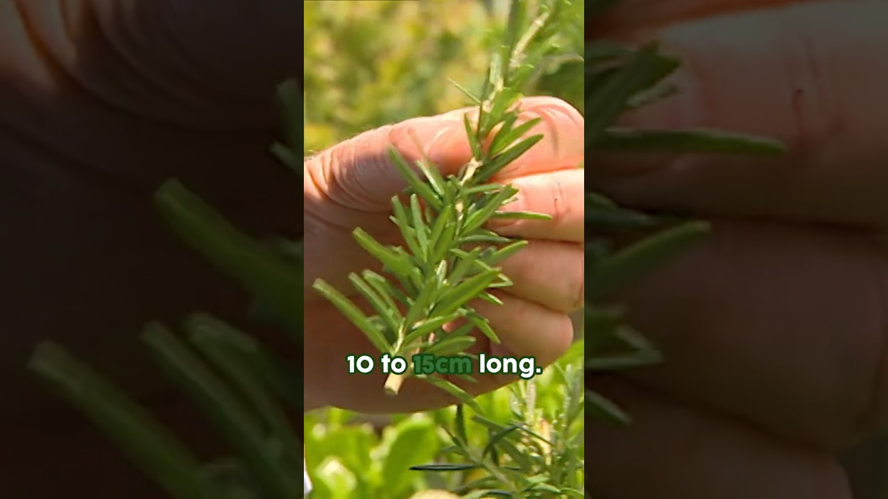 Как размножить розмарин #ОтличныеИдеиДляДома #КороткиеСнимки #КакЭтоСделать