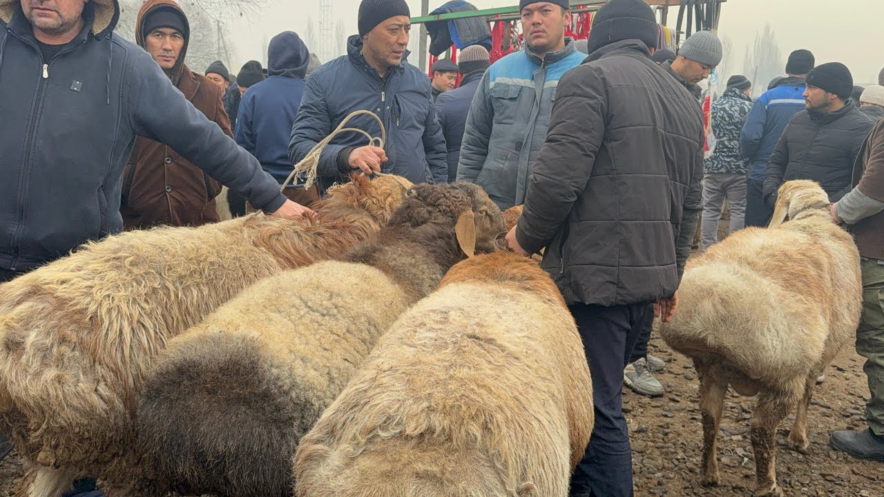 YANGIQURĞON QUY BOZORI QUCHQORLARDI PAPALARI CHIQDI AKALAR YAKSHANBA 25 01 2026