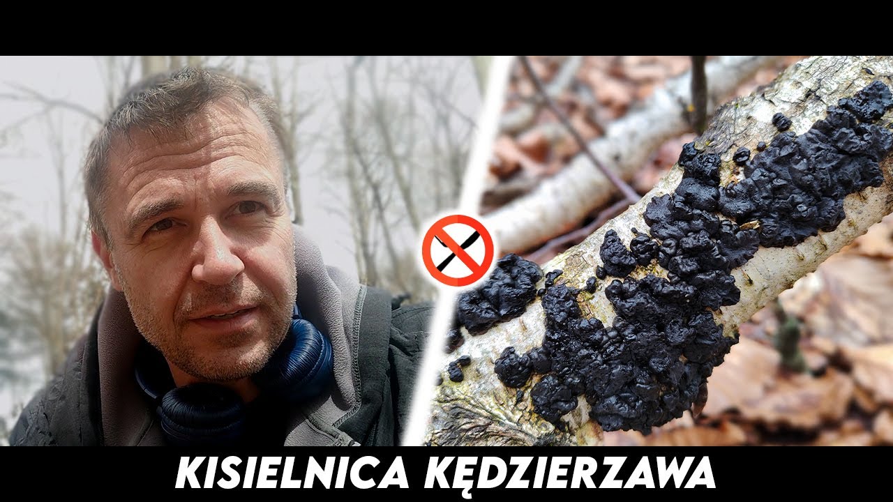 Kisielnica Kędzierzawa - czarna maź na drzewie, czy to grzyb?