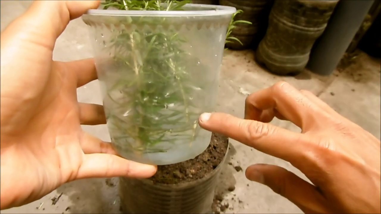 COMO MULTIPLICAR PLANTAS DE ROMERO A TRAVÉS DE TALLOS O ESQUEJES