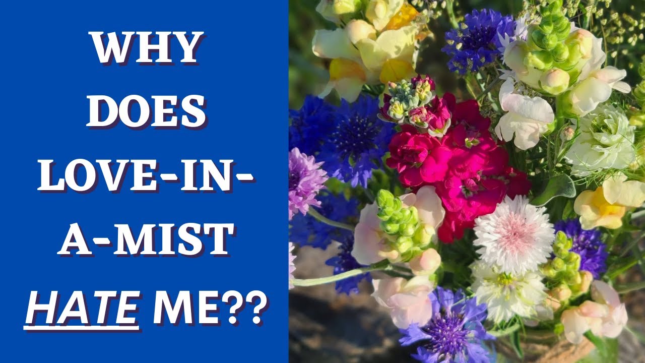 Starting Love in a Mist & Bachelor Buttons from Seeds - Cut Flower Garden Flower Farm