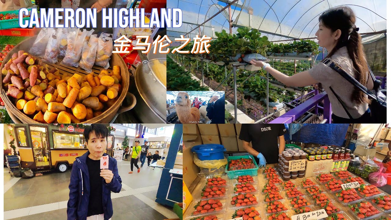 #大马旅游 #美食 Cameron Highlands 金马伦全新景点是否值得一去❤️