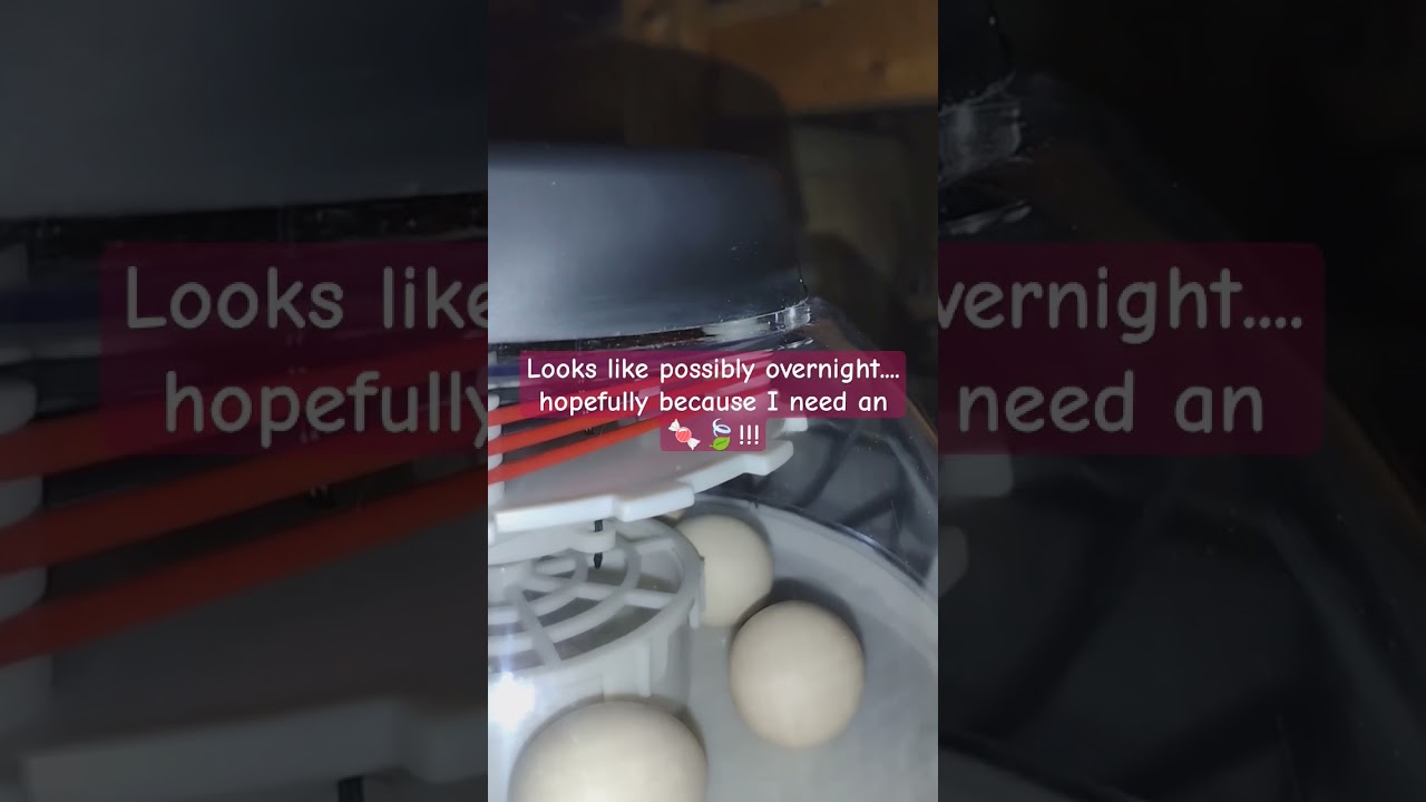 Incubation day 20.5 #chicks #hatching #seramachicken #serama