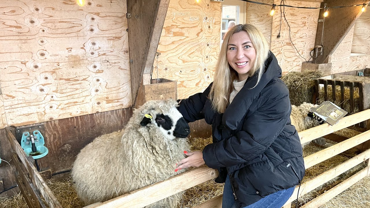 Ферма на острове Texel. Уникальная овечья шерсть