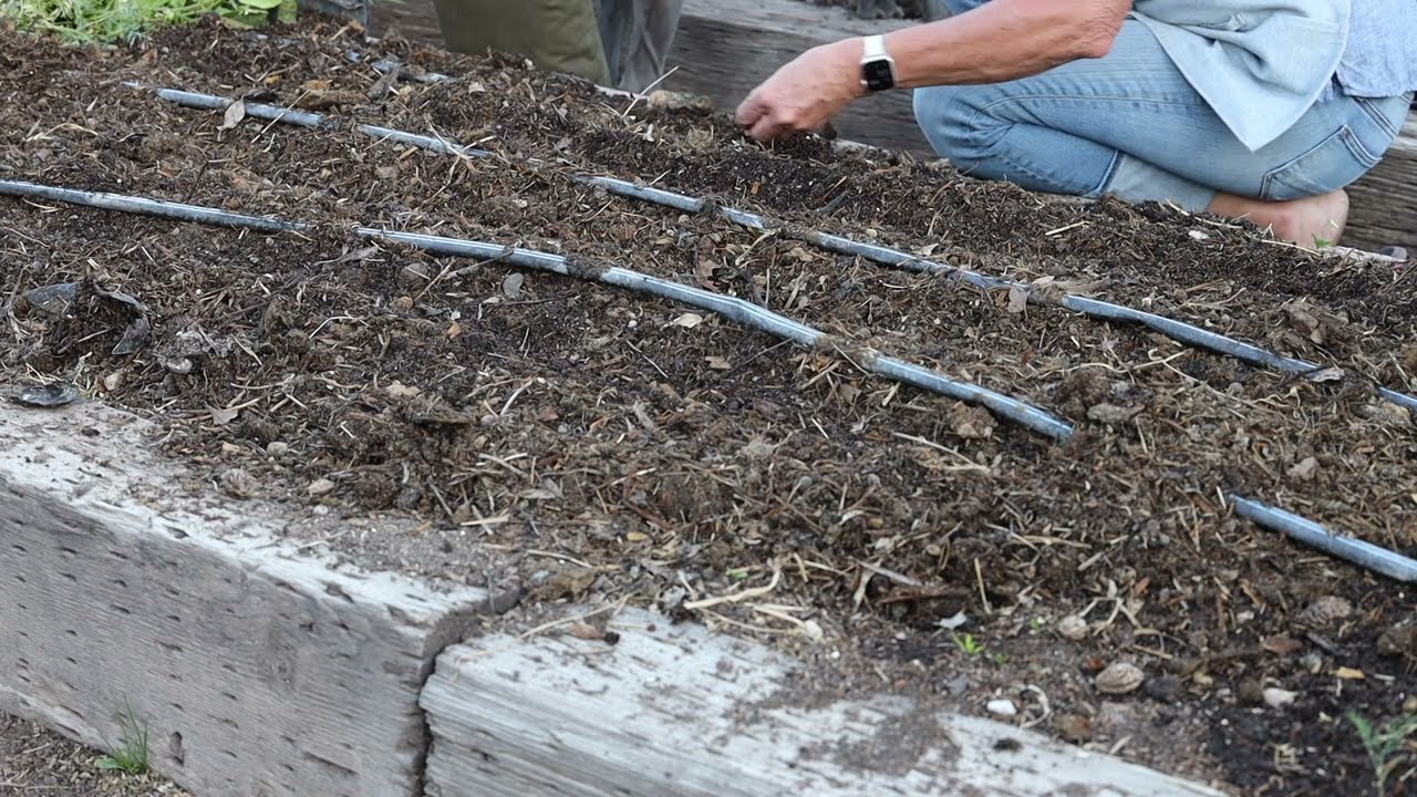 Planting Organic Bush and Pole Beans
