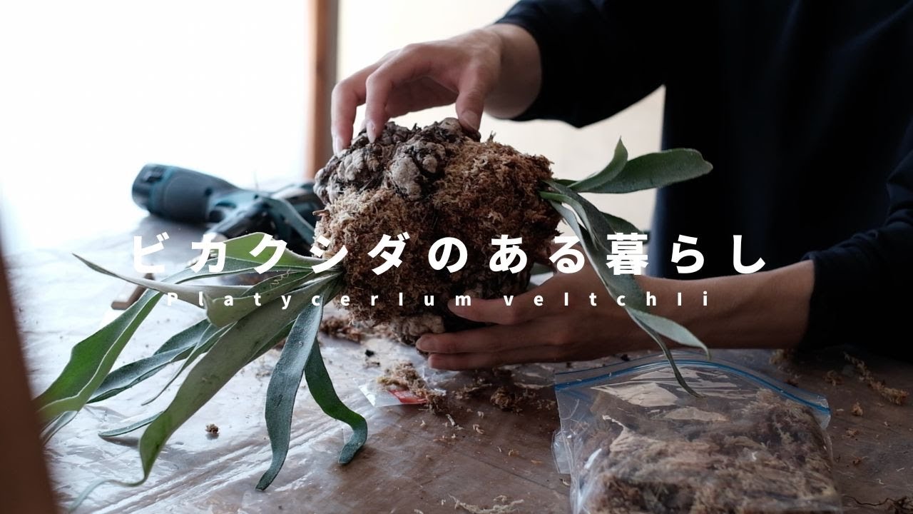 【ビカク玉・板付け・苔玉】ビカクシダと暮らす/育て方/種類/コウモリラン/流木/異物/ヴィーチー/ネザーランド/観葉植物/植物屋さん/アート/芸術#暮らしvlog #植物#ビカクシダ