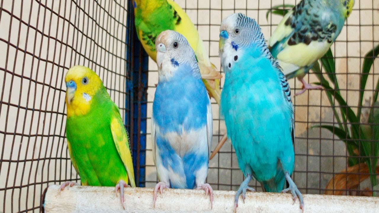 10 Hours of Comforting Budgie Sounds: Soothing Chirps for Lonely or Sad Birds