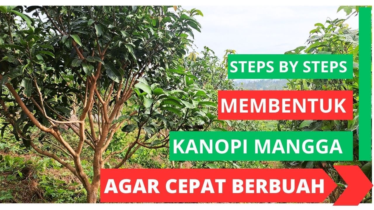 Teknik Membentuk Kanopi Mangga agar Cepat Berbuah