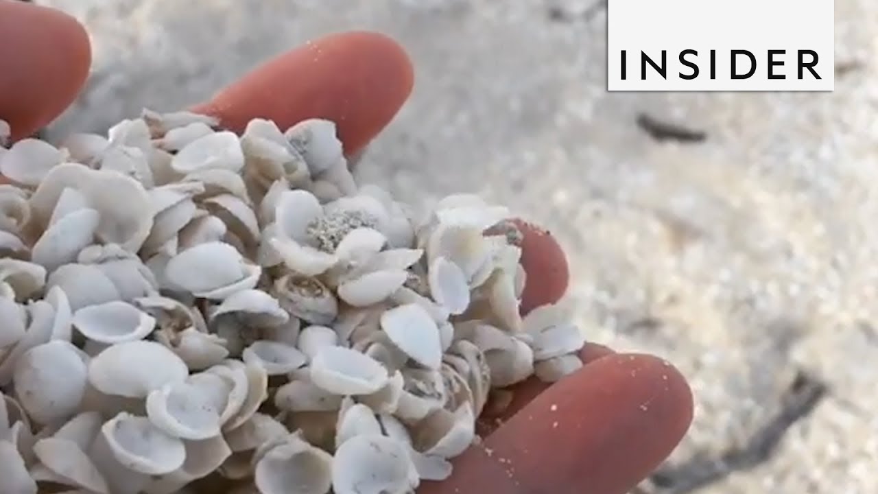 Australian Beach Made Out Of Tiny Shells