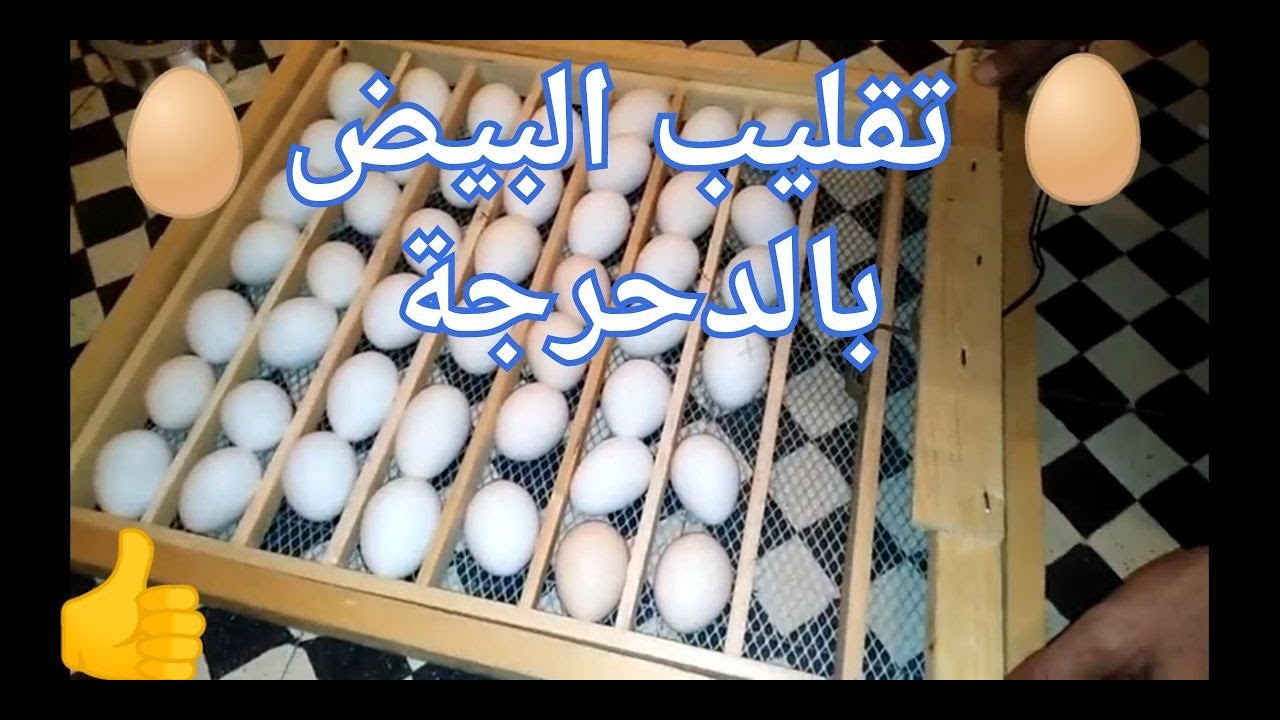 عملية تقليب البيض بالدحرجة