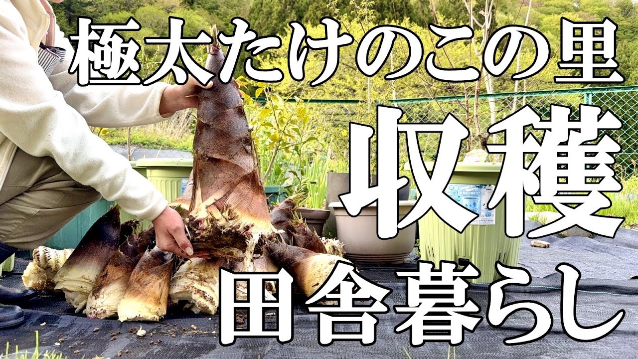 【山菜タケノコ堀り】極太たけのこ  初！原木シイタケ  山ウド料理2品  愛猫の体重が激増！  自然豊かな山奥暮らしの日々 bamboo shoot ｜村暮らし｜移住｜料理【標高800mの田舎暮らし】