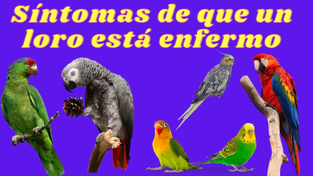 Cómo saber si mi loro esta enfermo 🦜Síntomas de que un loro está enfermo