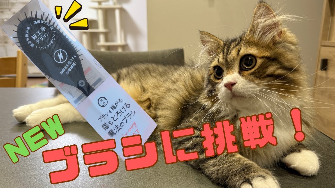 どうしてもブラッシングしたい夫婦VS絶対に許さない子猫