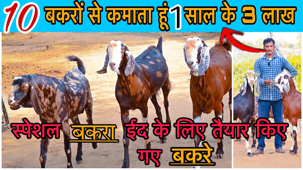 किसान हर साल करता है ईद के लिए स्पेशल बकरे तैयार||10 बकरों से कमाता हूं 1 साल के 3 लाख बकरों से