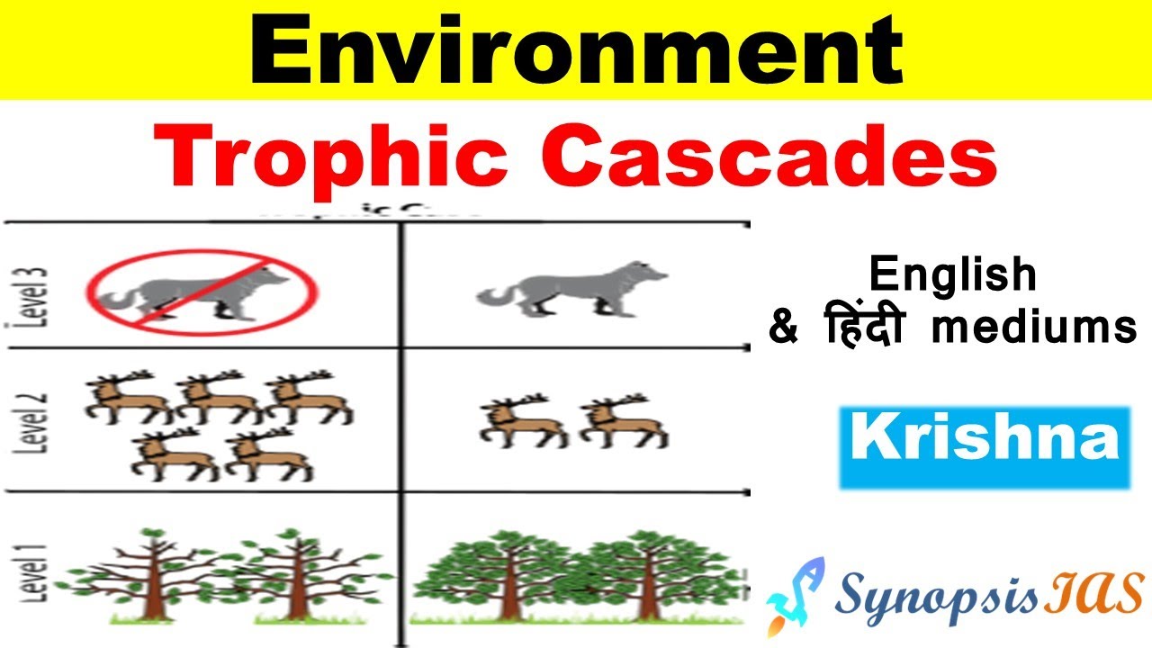 Environment L13 Trophic Cascades UPSC ट्रॉफिक कैस्केड by krishna sir