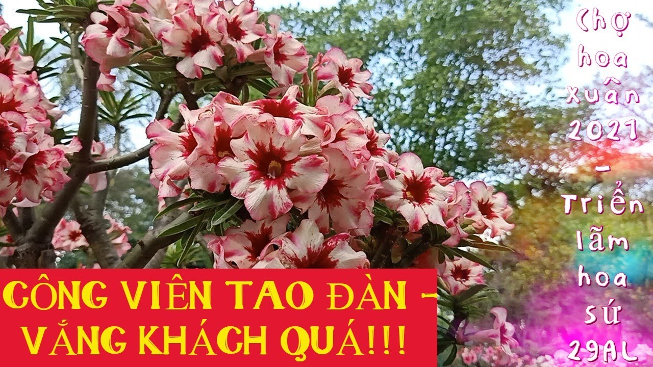 Hội hoa xuân Tao Đàn 2021 Tp.HCM 29 AL- TRIỂN LÃM HOA SỨ HÉO QUEO VÌ CHỜ DU KHÁCH