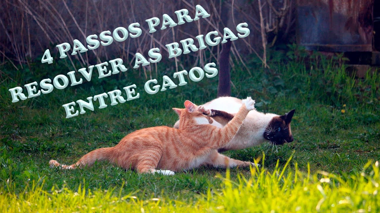 4 PASSOS PARA RESOLVER AS BRIGAS ENTRE GATOS