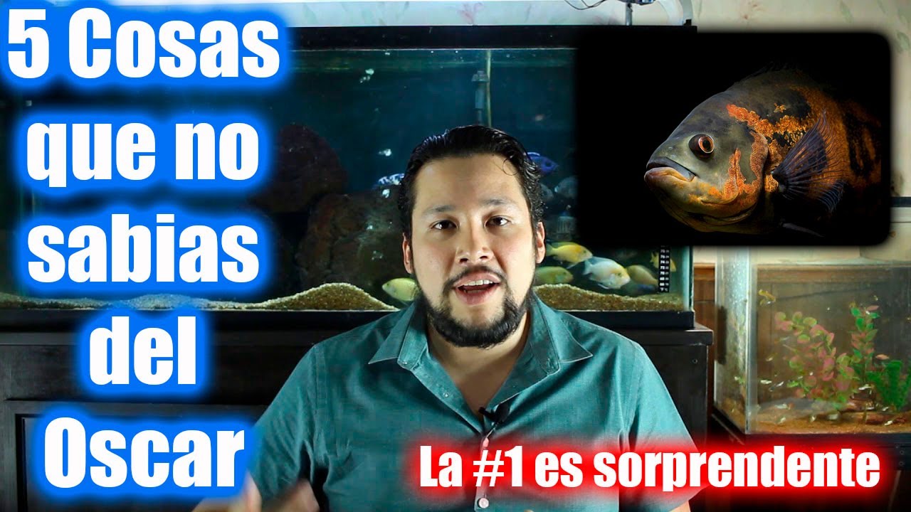 5 Cosas Que No Sabias Del Pez Oscar | Datos Interesantes