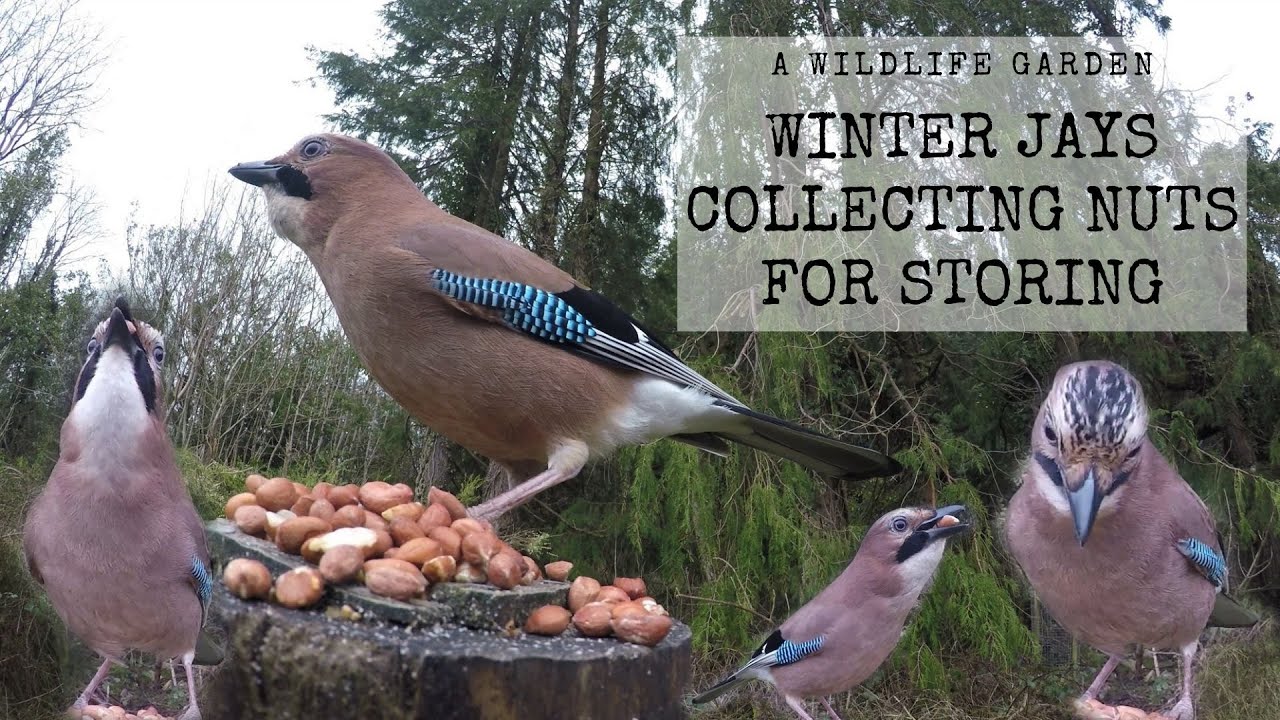 Eurasian Jay Up Close