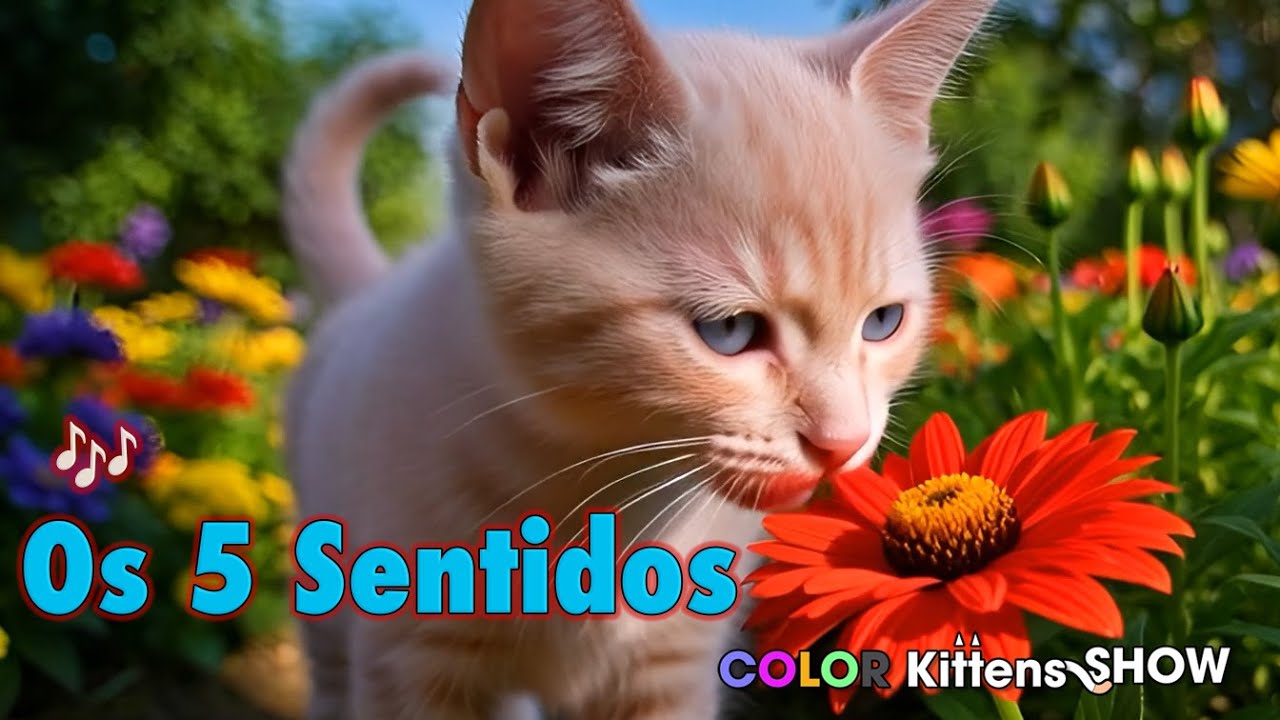 Os 5 Sentidos com Gatinhos Coloridos 🖐️👀👂👃👅 | Música Infantil Educativa Divertida