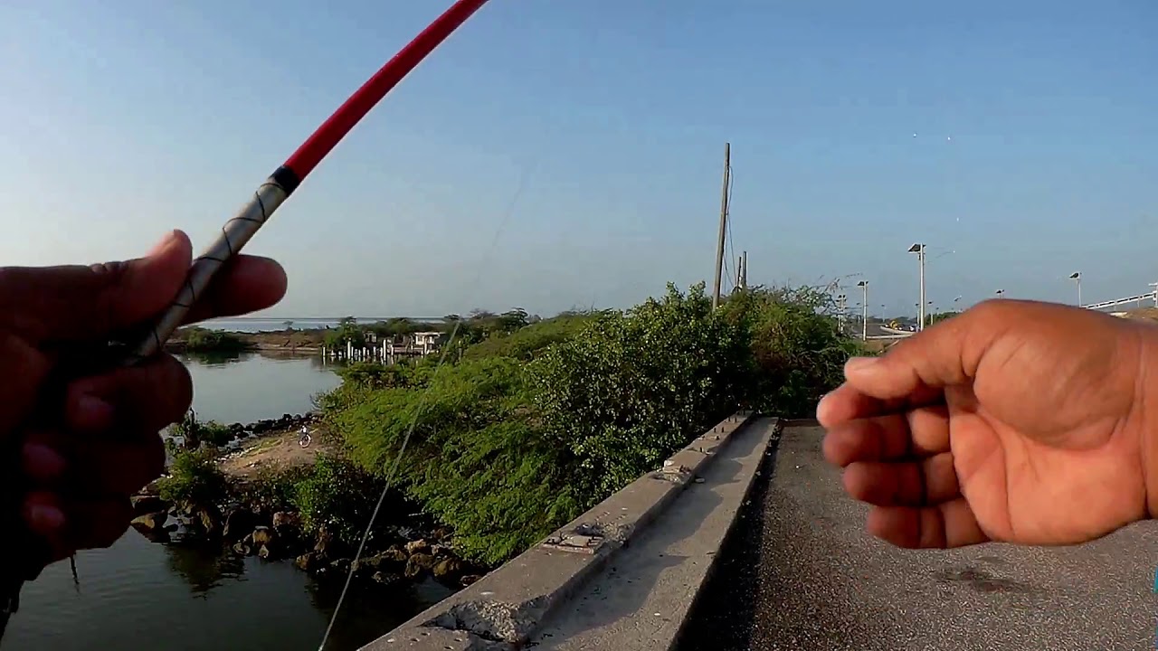 Destroyed by a big SNOOK (Bridge fishing Jamaica Caribbean 🇯🇲)