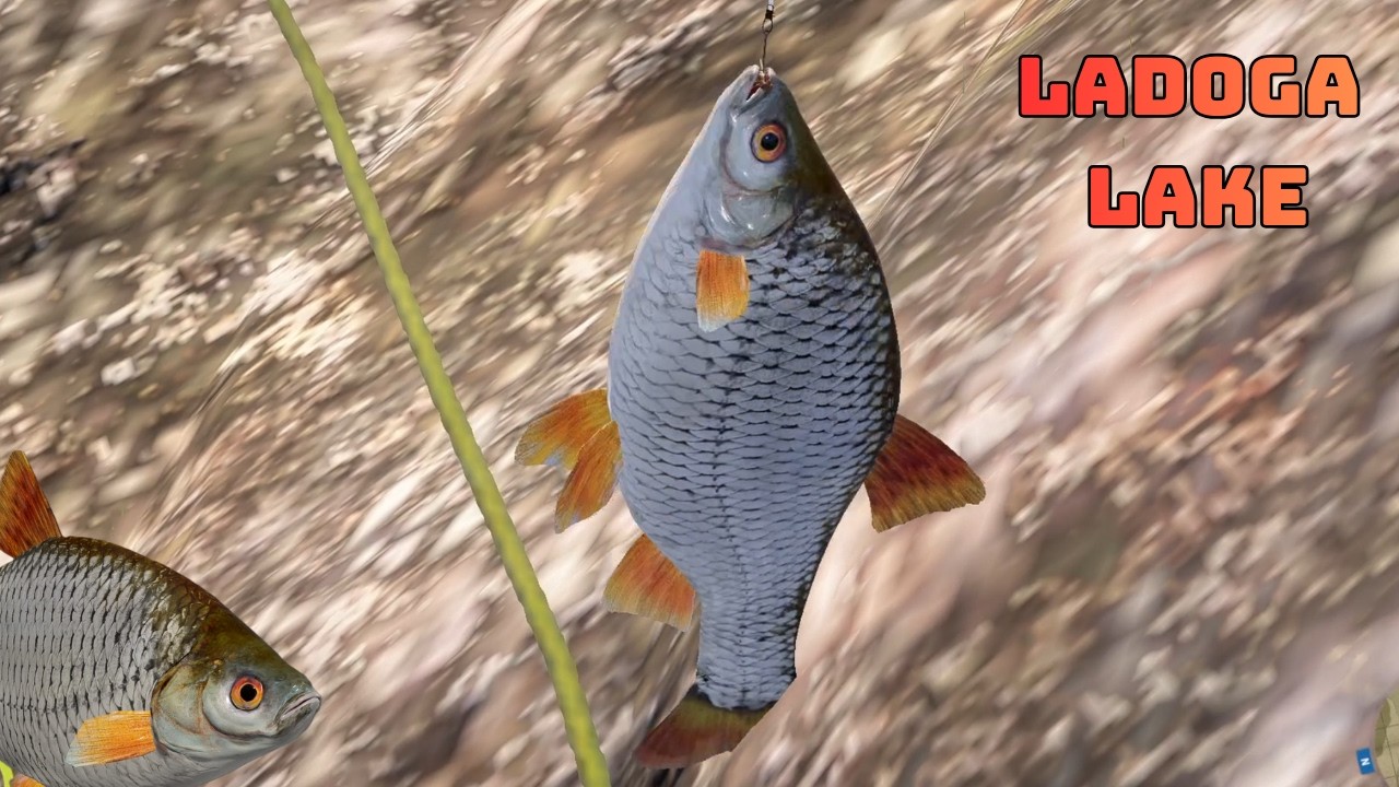 Trofkowy spot płotkowy | Ladoga Lake |  Russian Fishing 4