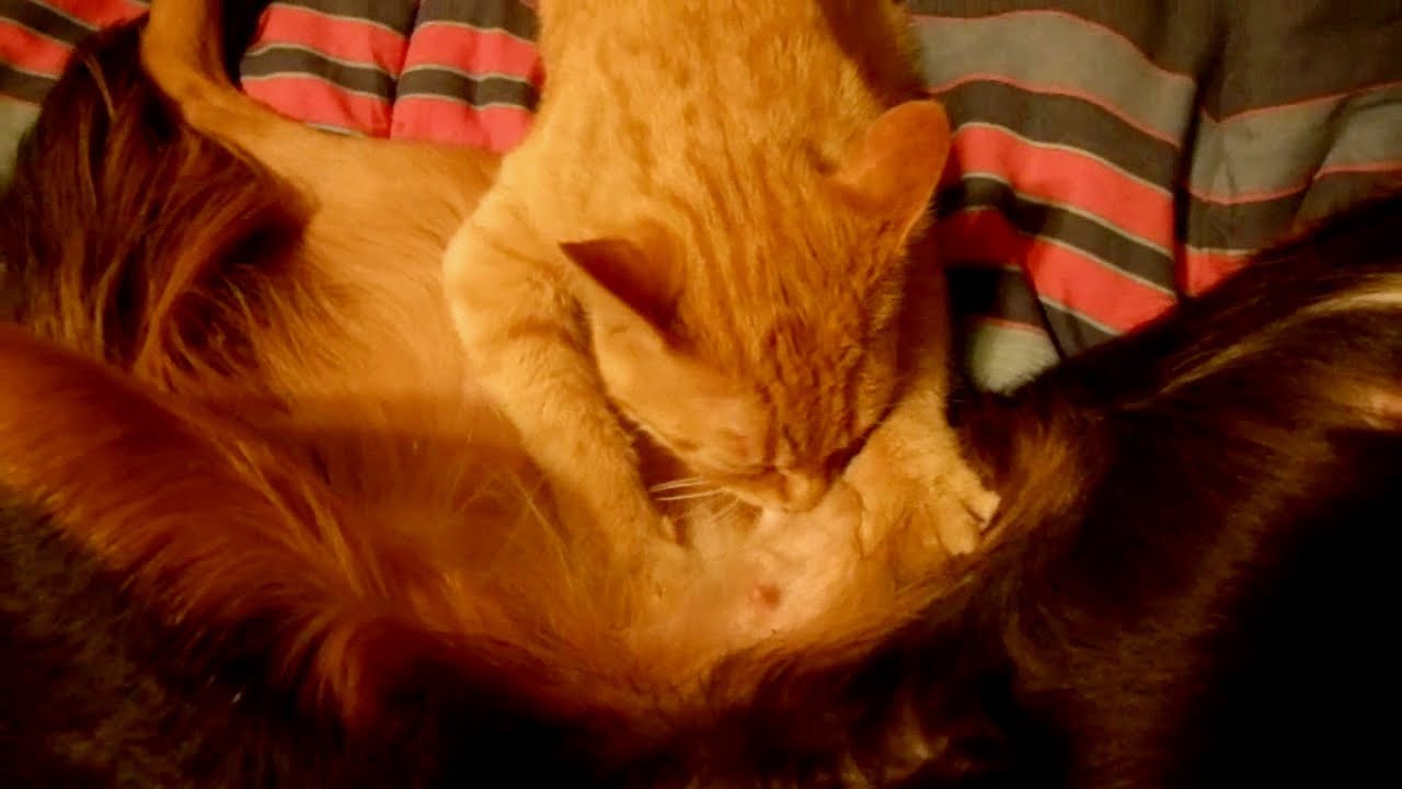 Adult Cat Nursing On Dog