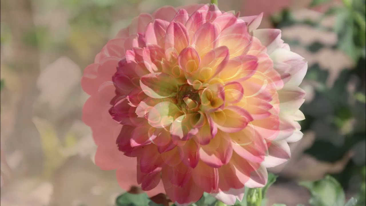 森林公園ダリア花園20251010