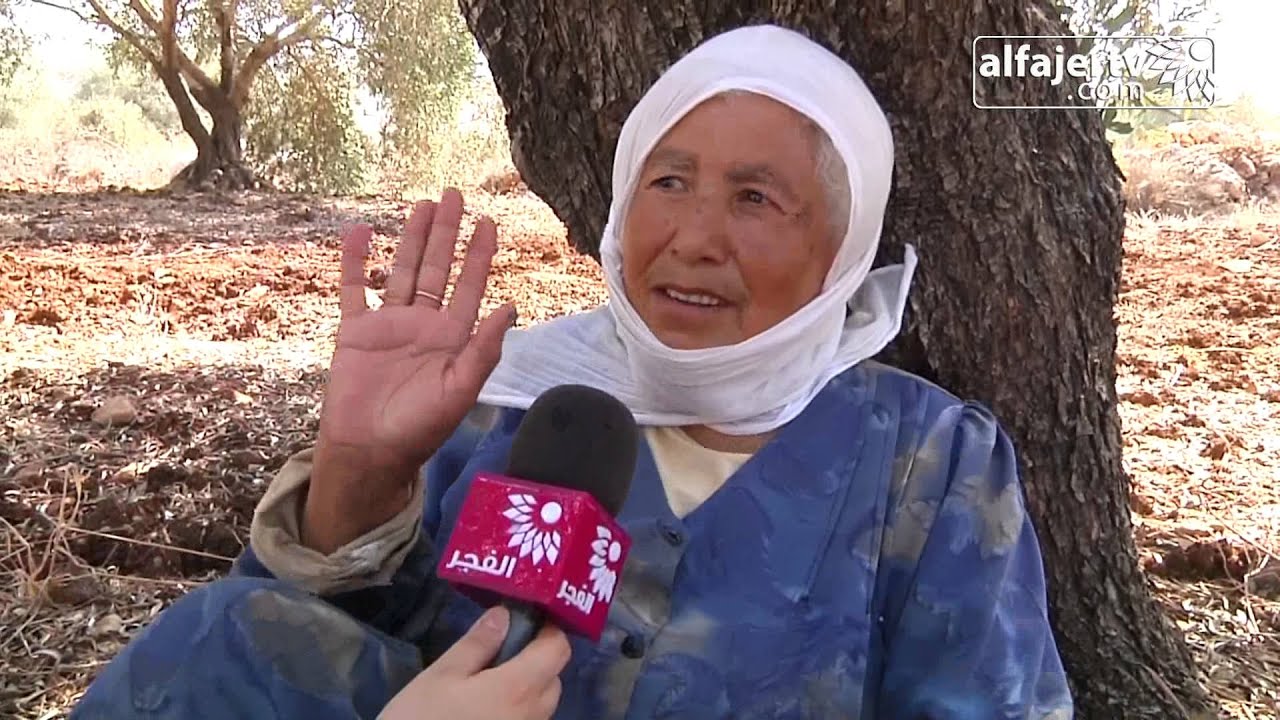جولة في منطقة الكفريات جنوب طولكرم وموسم قطف الزيتون