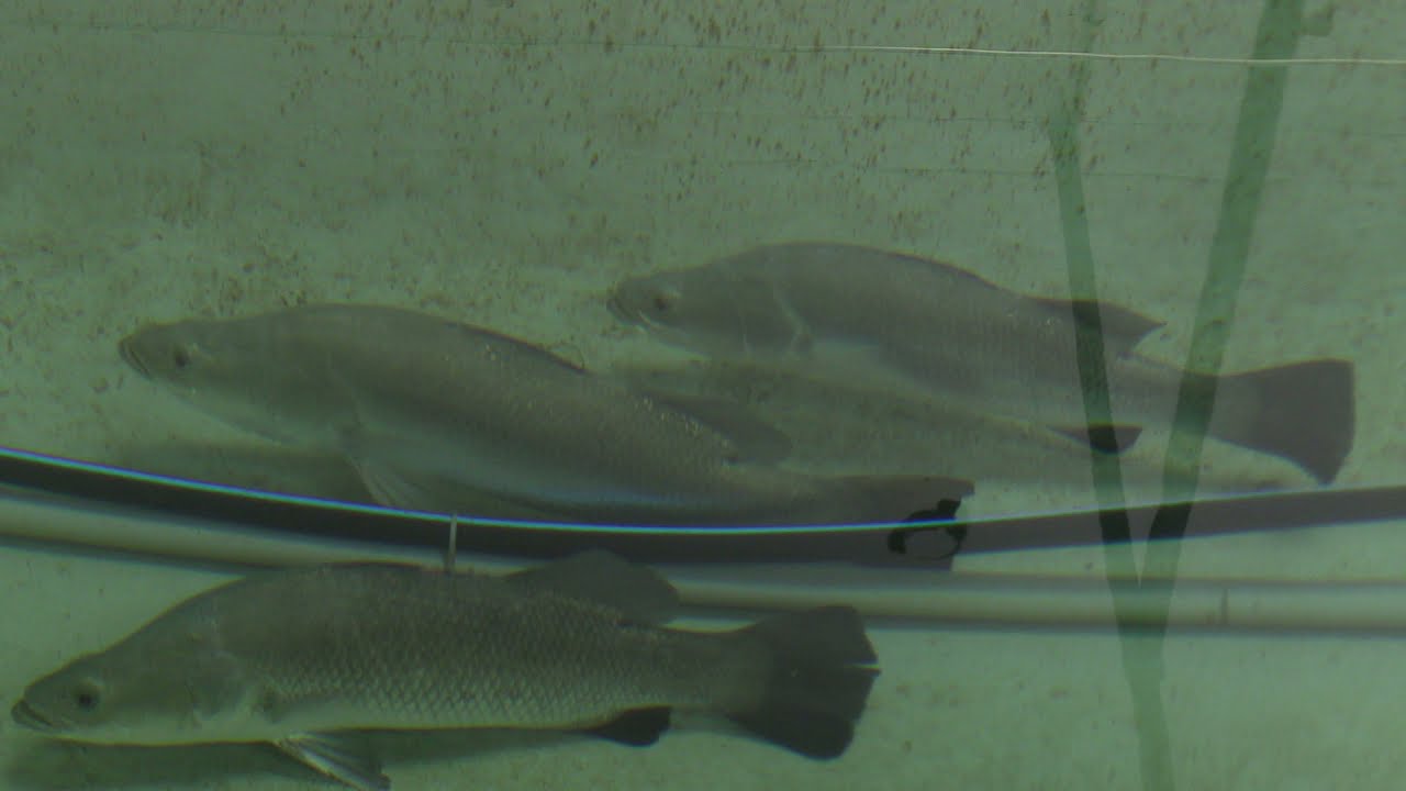 India’s Biggest First Seabass Fish Hatchery |India’s First private Marine FinFish Hatchery