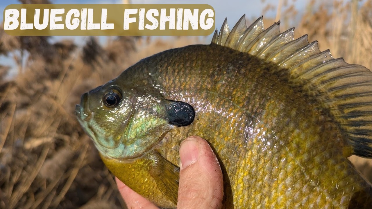 The Absolute Best Way to Catch Bluegill