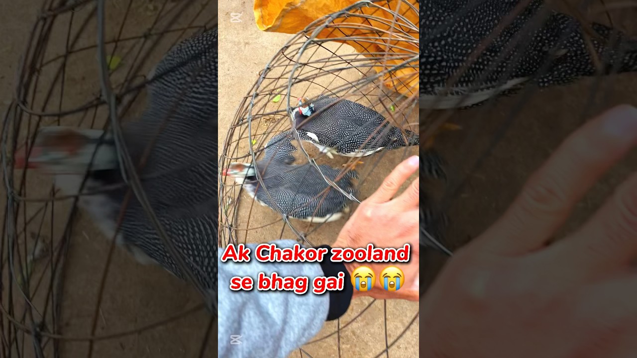 Phly din hi ak chakor zooland se bhag gai 😭😭 #azharfarming #viral #minivlogs #petslover