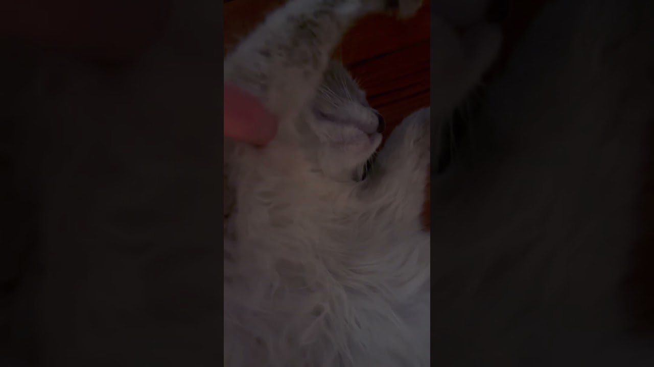Chat dormant 💤 la t&ecirc;te &agrave; l&rsquo;envers 🙃 ❤️