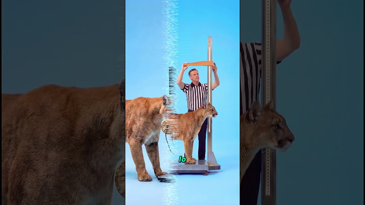 Dogo argentino vs Puma: la diferencia física definitiva