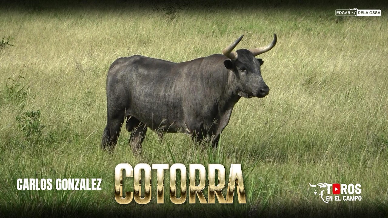 COTORRA 2026 Toros de la Ganaderia San Carlos de Carlos Gonzalez