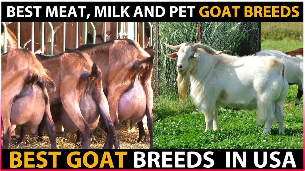 Best MEAT, MILK & PET Goat Breeds in USA | Goat Farming in America
