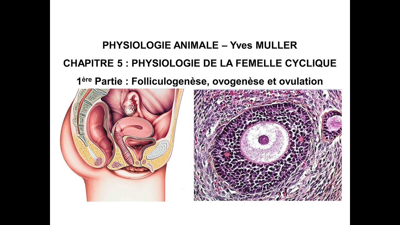 Chapitre 5-1 Follicule ovarien, ovogenèse, ovulation et corps jaune